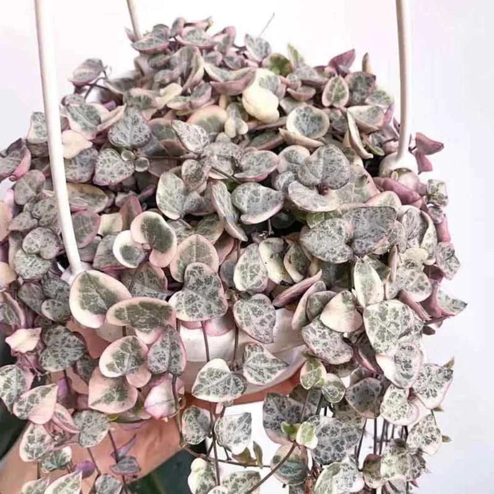 Variegated String of Hearts Plant Live, Ceropegia Woodii Vine, Live Succulent Indoor Houseplant, 2.5 Inch Pot
