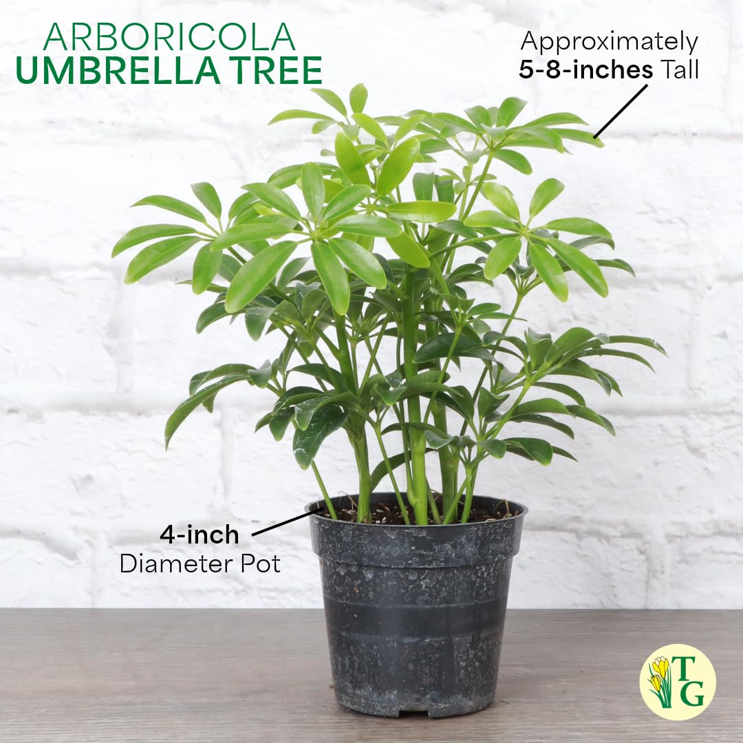 Thorsen's Greenhouse Live Arboricola Umbrella Tree Plant, Schefflera Arboricola, Natural Air Purifier, Easy to Grow, Live Indoor Houseplant, 4-inch Diameter (Brushed Silver)