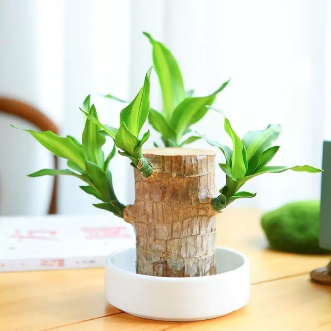 Brazilian Lucky Wood，Easy to Maintain and Purify the Air Brazilian Wood，Suitable for Living Rooms, Kitchens, Bedrooms, Desks, and Outdoor Gardens (AD)