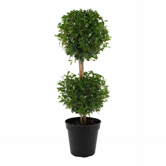 Eugenia 2 Ball Topiary - 5 Live Plants in 6 Inch Pots - 1-2 Foot Tall - Eugenia Myrtifolium - Beautifully Pruned Outdoor Topiary for Patios and Outdoor Decor