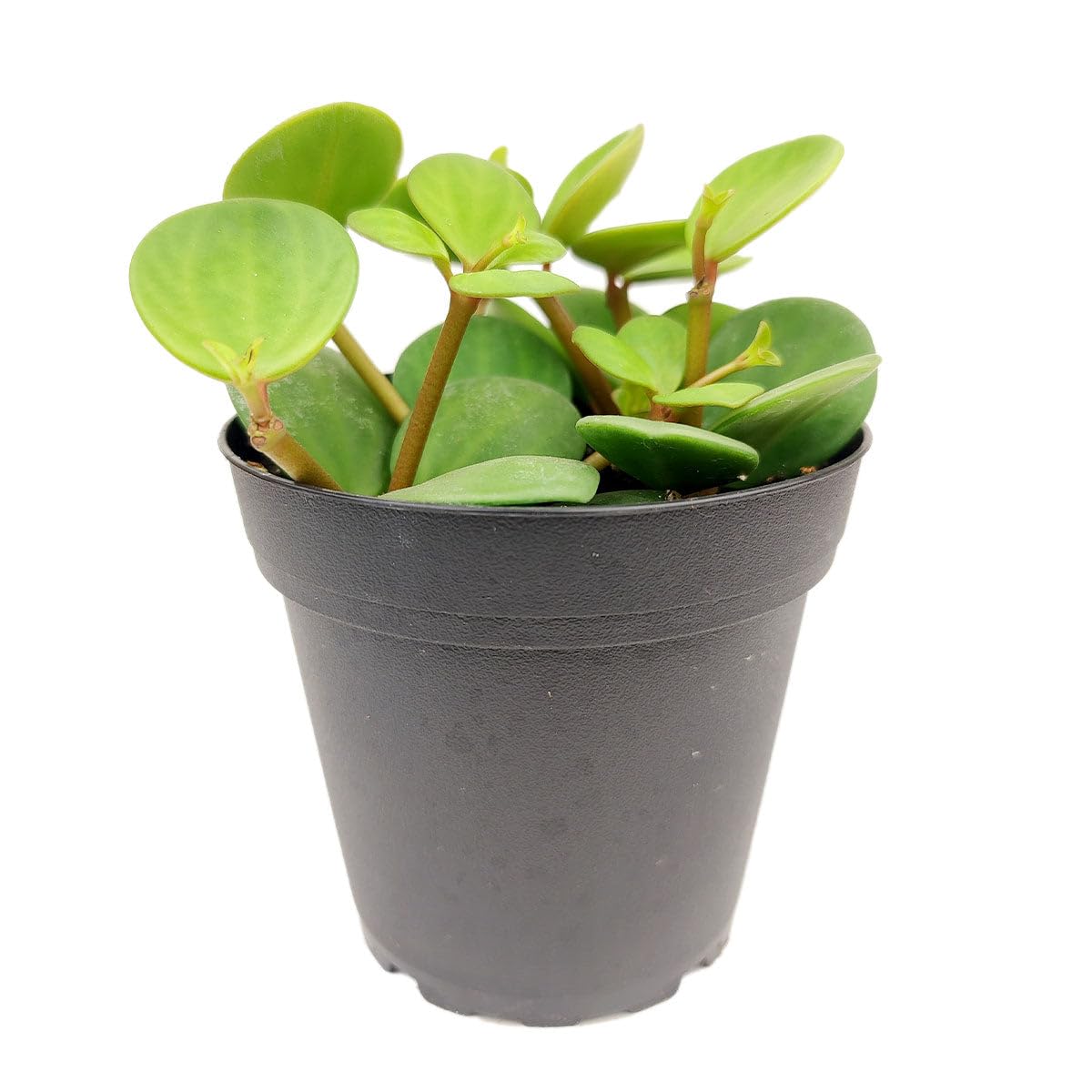 Peperomia 'Hope' (4 inch) - Lucky Houseplants - 4/6 inch Unique Live Decorative Houseplants - Easy to Care Indoor Plants, Perfect for Office, Home & Feng Shui Decor