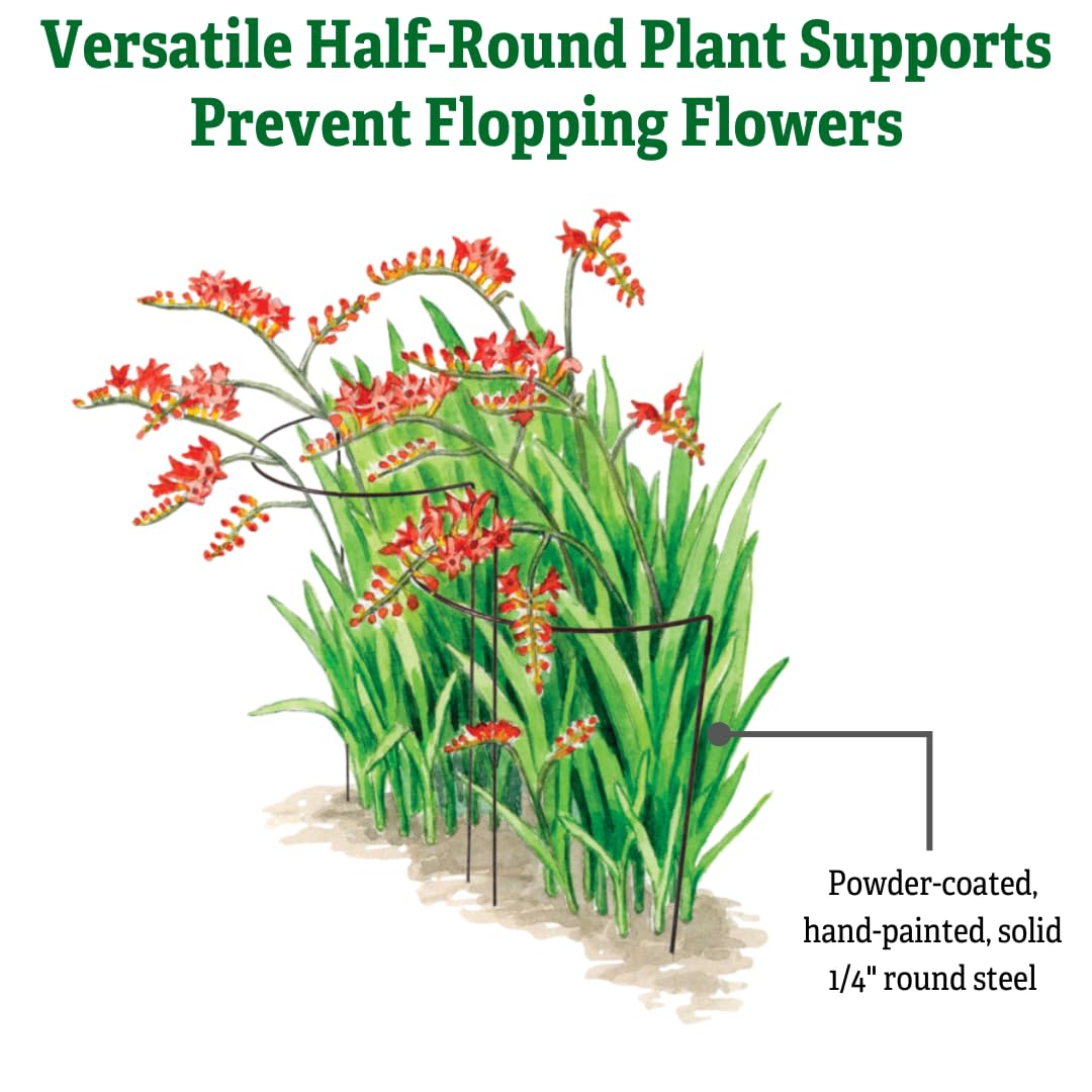 Gardener's Supply Company Jardin Half Round Metal Garden Plant Stakes | Sturdy Powder Coated Metal Outdoor Garden Plant Support Ring Border for Tomatoes, Flowers & Other Plants | 18" x 35" - Set of 2