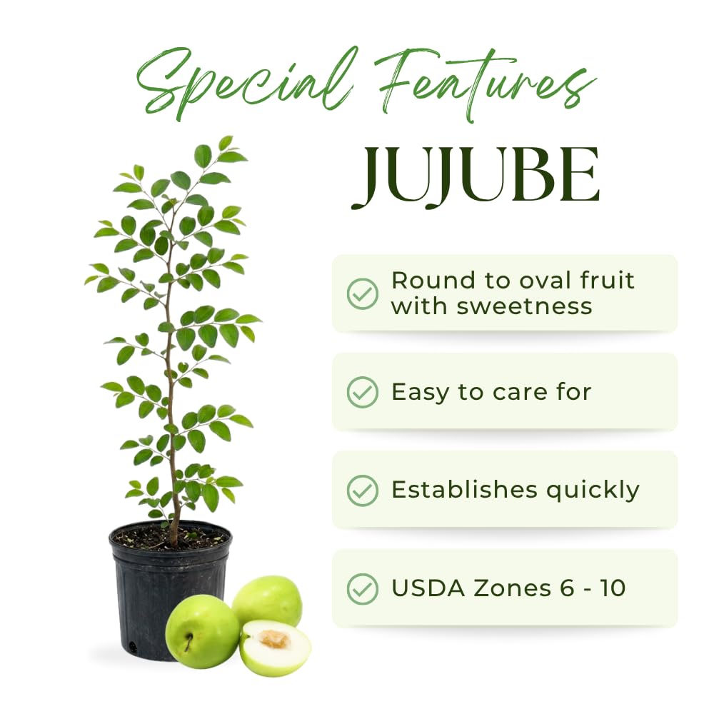 Green Jujube Tree Live Plant, Jujube Live Plant, 3 Gallon, 2 Feet Tall, Sweet Fruit for Backyard and Outdoor Garden, No Ship to CA