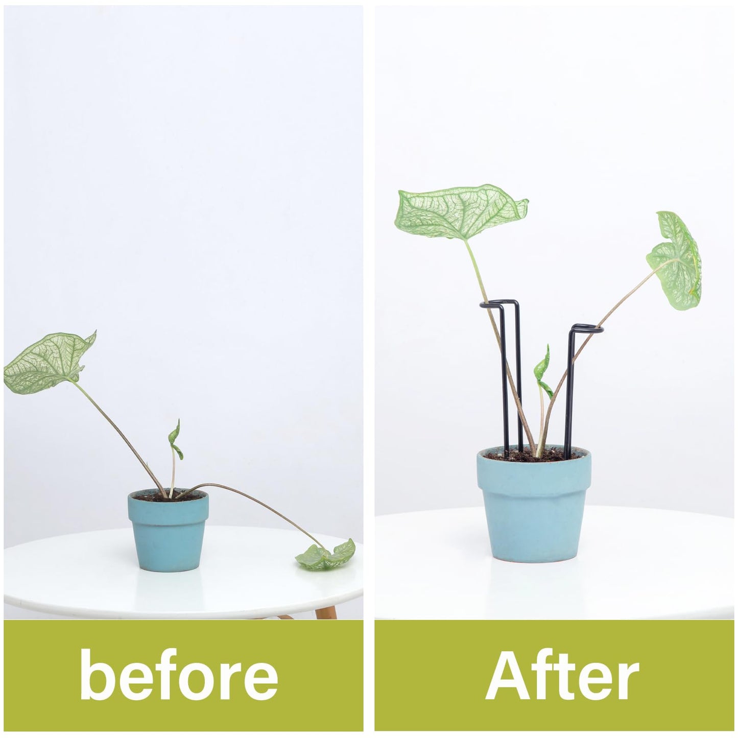 GOOOXIM 10 Pack Indoor Plant Support for Monstera Trellis Stakes and Stem Holder - Perfect for Small Indoor Plants, Desktop Gardens & Flower Shelf Use, Easy to Set Up and Efficient Support