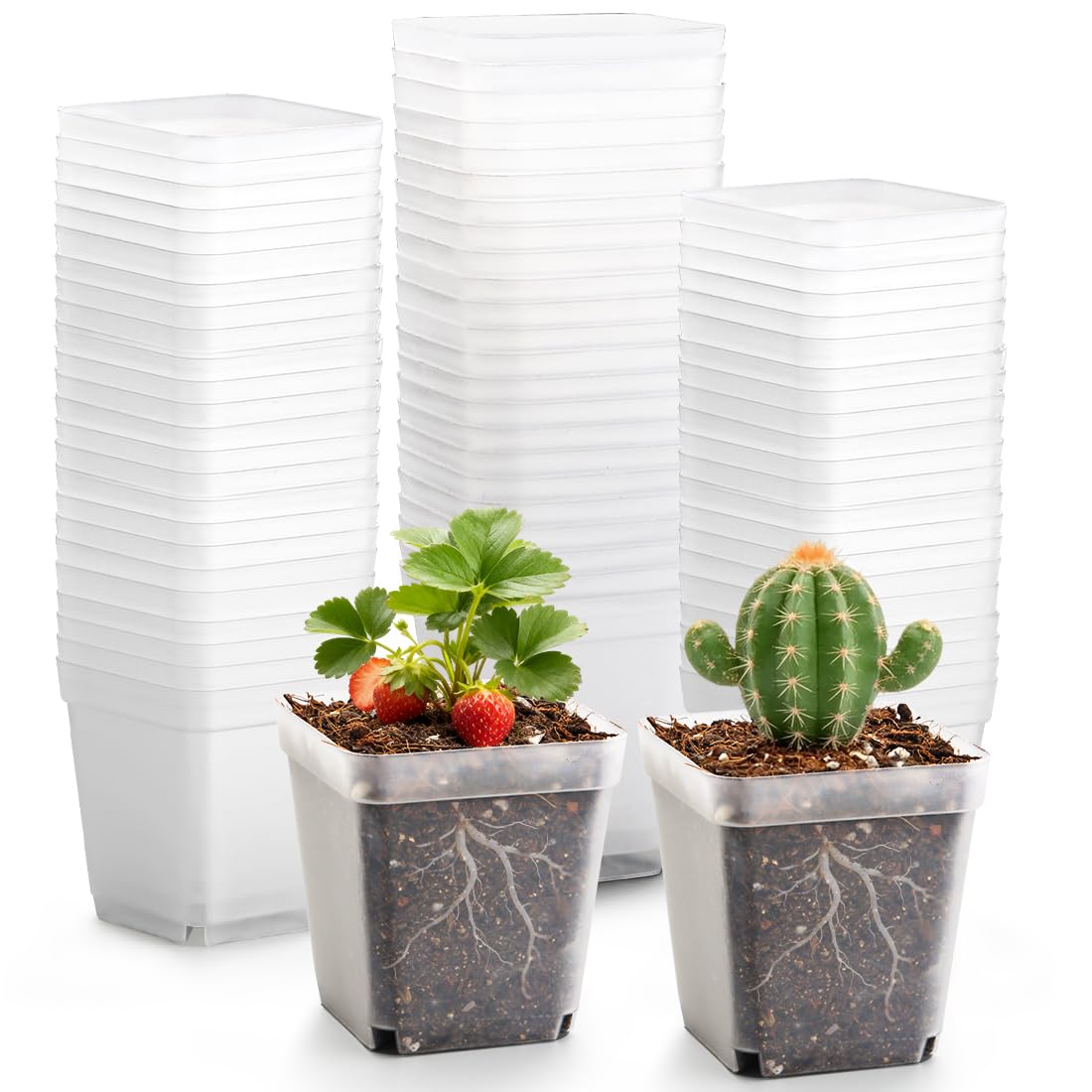 RooTrimmer 2.7 Inch Square Nursery Pots, 60 Packs Clear Seedling Pots with Drainage Holes, Reusable Propagation Pots Small Plant Container for Indoor Outdoor Gardening