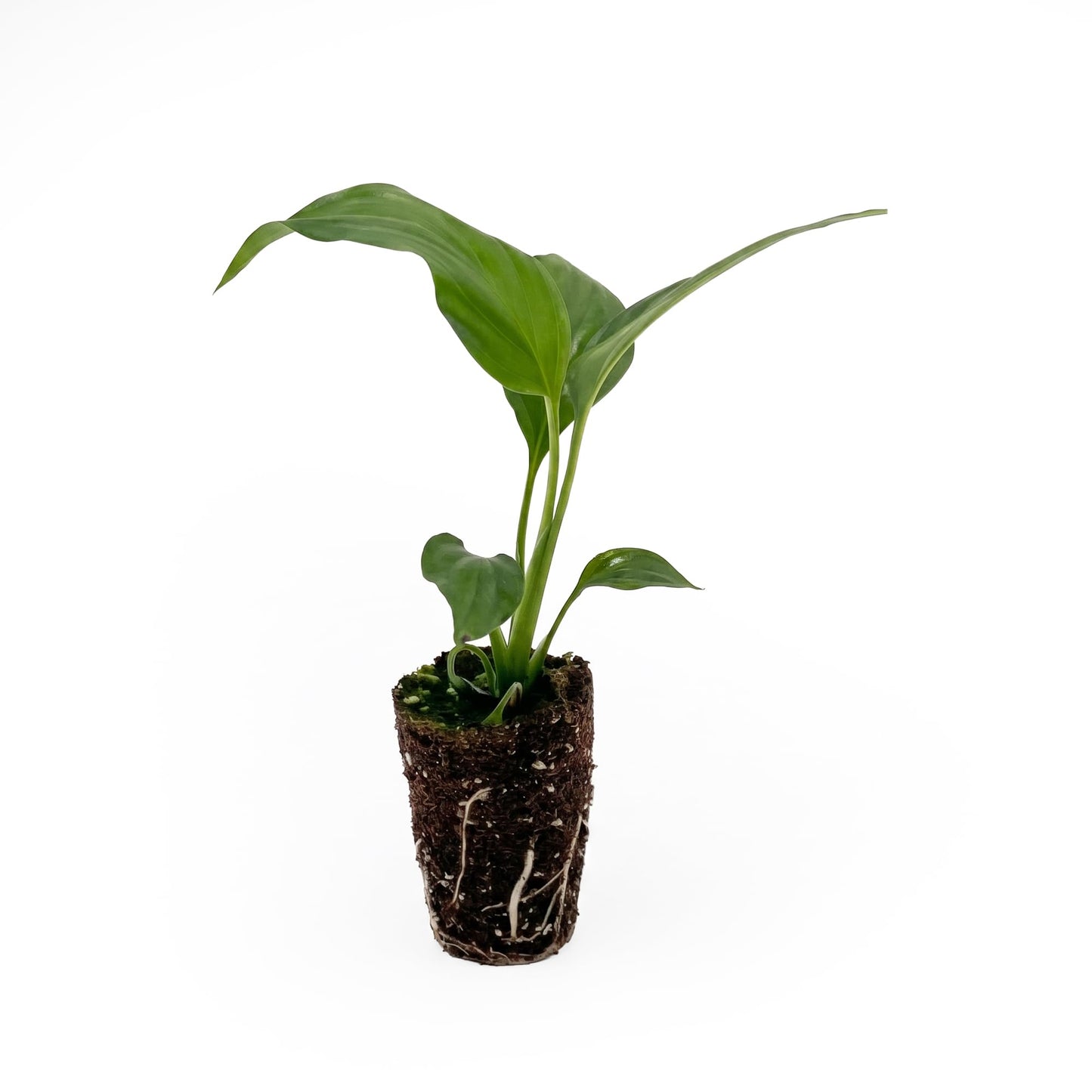 Live Spathiphyllum '7th Heaven' Plant - '7th Heaven Peace Lily' - ragnaroc Tropical Plant 2-8" Tall - 1ct - Live Arrival Guaranteed - House Plants for Home Décor & Gift