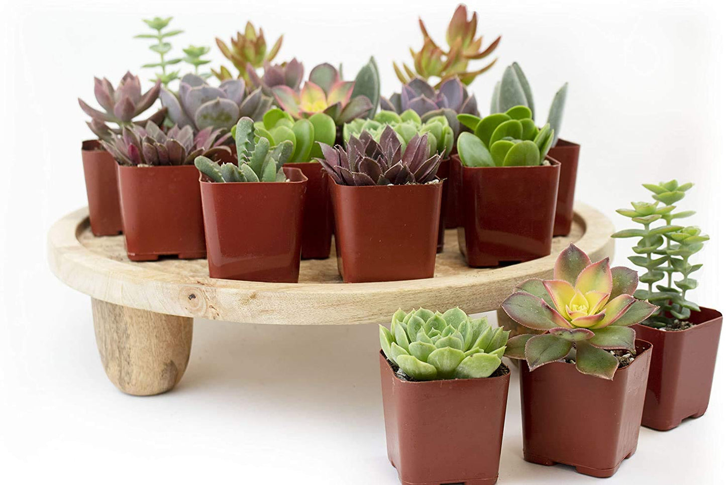 Plants R Us | 20 Pack Succulents in 2" Grow Pots - Indoor/Outdoor Live Plants and Decor - Hardy & Easy Care, 20 Pack