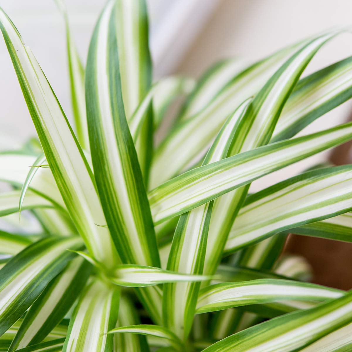 Perfect Plants Spider Plant in 6in. Grower's Pot | Live Houseplant for Indoor Growing | Easy to Care for & Keep Alive | Beautiful Green & White Variegated Leaves