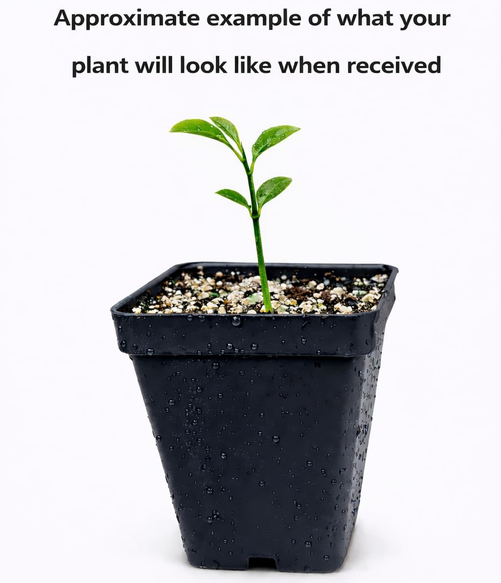 Honey Tangerine (Murcott Mandarin) Tree - 2-5 Inch Tall Live Plant - Potted Indoor/Outdoor Orange Tangor Fruit Seedling - Citrus reticulata 'Murcott'