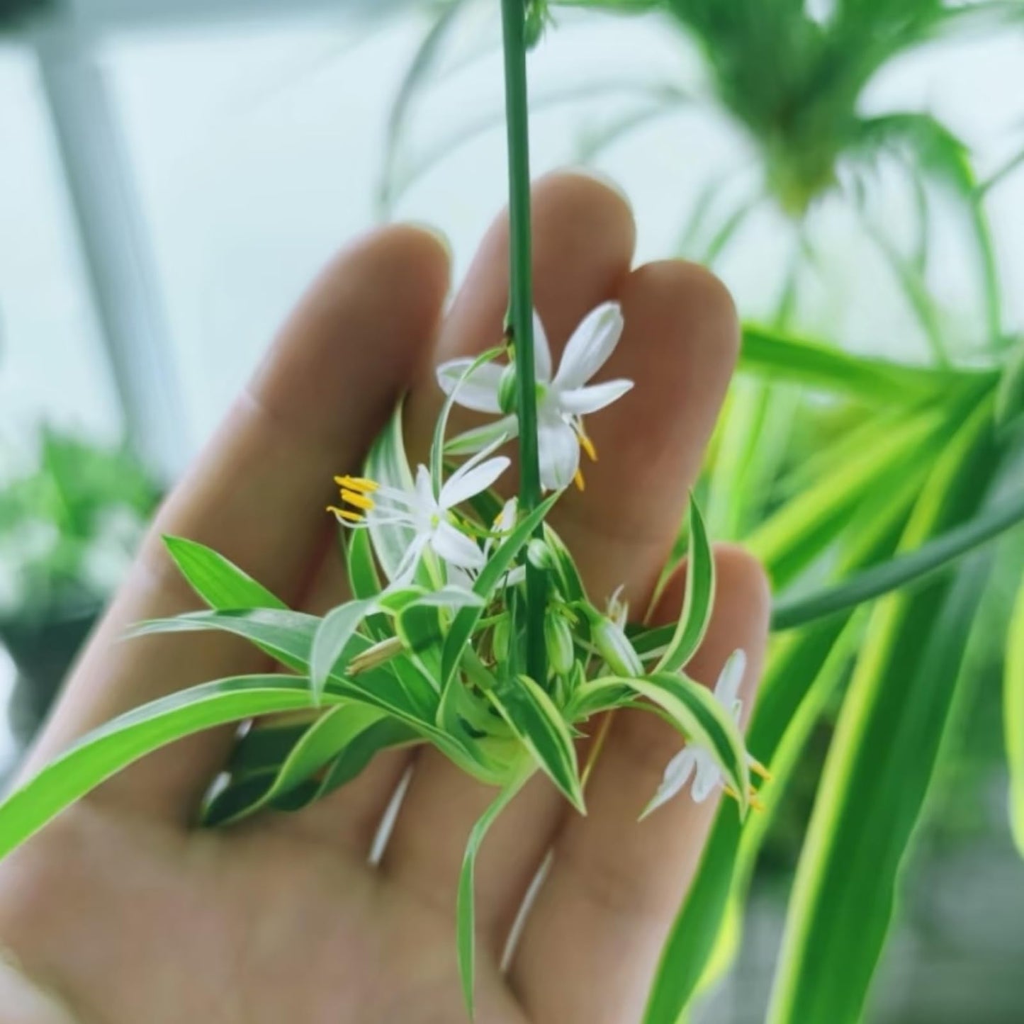 NYGardenia 3 Reverse Variegated Spider Plant Cuttings – Fast-Growing Indoor Houseplants – Easy to Grow Hanging Basket Greenery for Home or Office Décor