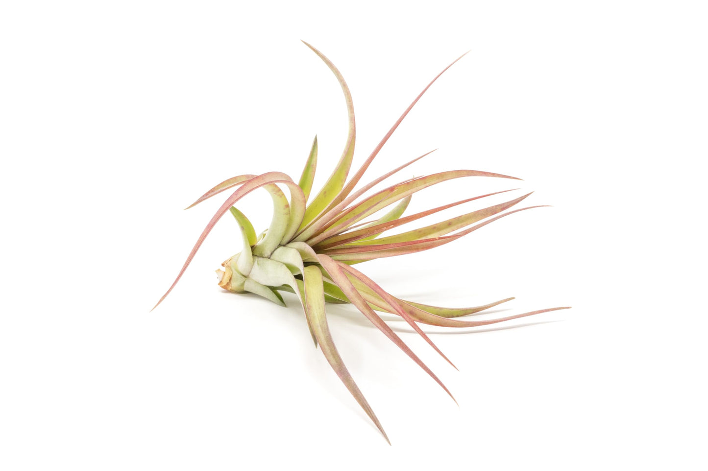 Large Air Plants - Big Sparkler Air Plants - Nice 5 to 7 inch Tillandsia Air Plant - 30 Day Guarantee - House Plants - Succulents