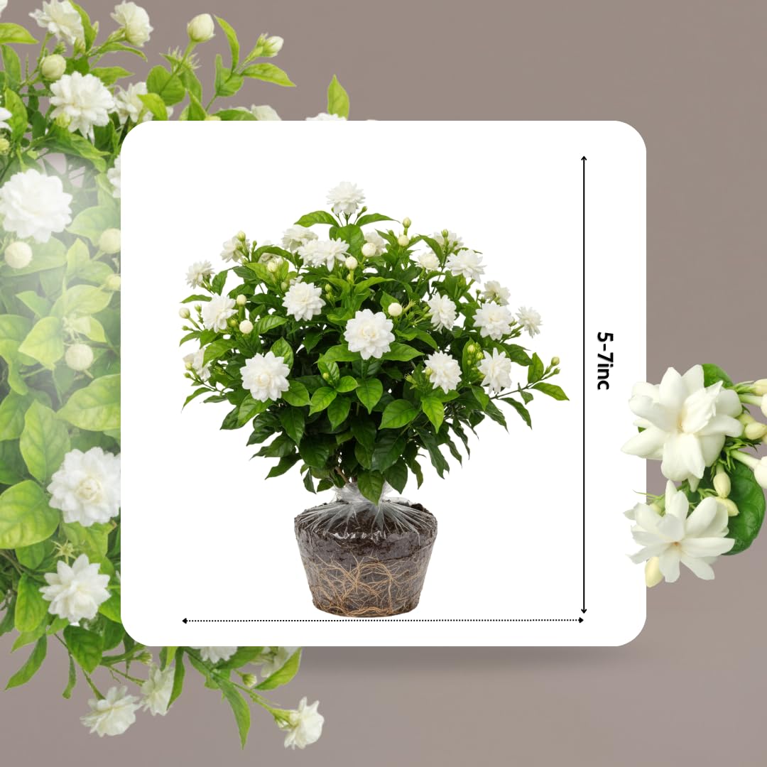 2 Maid of Orleans Arabian Jasmine Plants Live, 5 to 7 Inc Tall, Jasmine Plant Indoor Live Fragrant Flower Garden Outdoor Planting