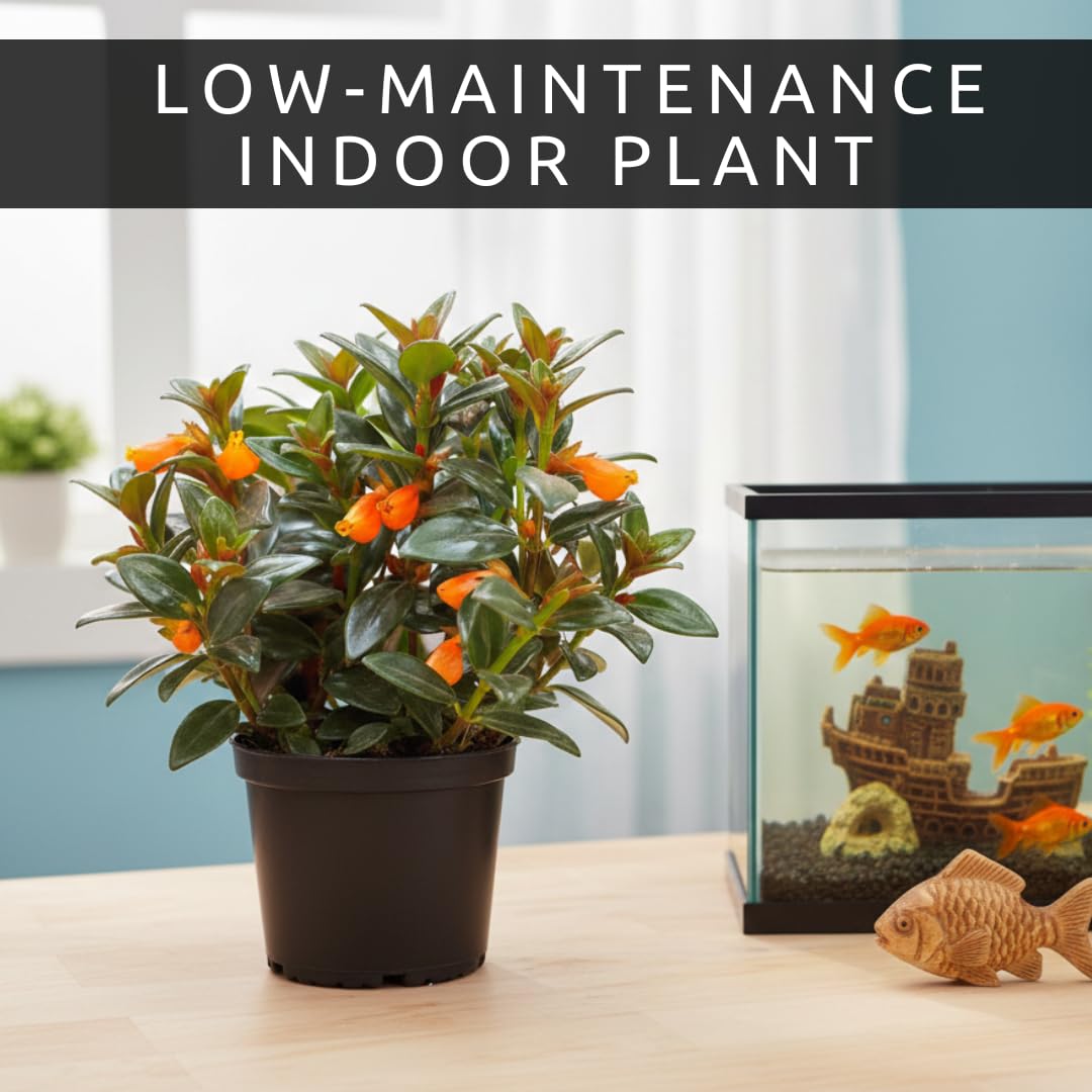 Orange Goldfish Starter Plant - 2 Inch Pot - Cute Indoor Nematanthus Starter Plant with Bright “Goldfish” Blooms – Gift for Fish Lovers, Small Spaces & Year-Round Color – Easy Houseplant