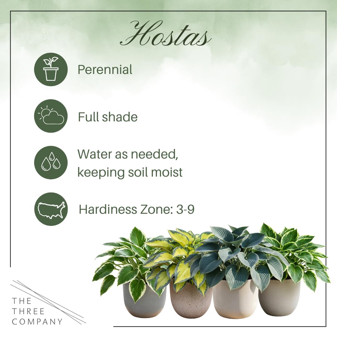 Live Perennial Hosta - Blue Mouse Ears (3 Plants Per Pack) Beautiful Accent Plant, 10" Tall by 4" Wide in 1 Qt Pot