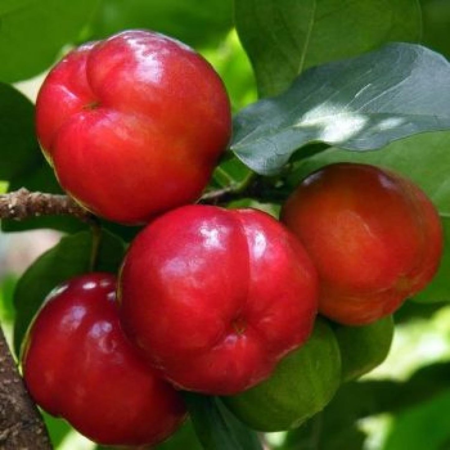 Barbados Cherry Tree Live Plant for Planting, 4-8 Inch Tall, Acerola Barbados Cherry Plant Live Ready to Grow Outdoor, Ship No Pot