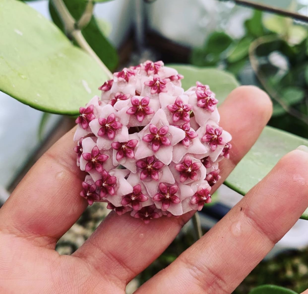 Hoya Obovata Spalsh Available in 2" Pot, 4" Pot, and 6" Hanging Pot Hoya Live Plants Live Houseplants California Seller (Multiple Plants, 6" Hanging Pot)