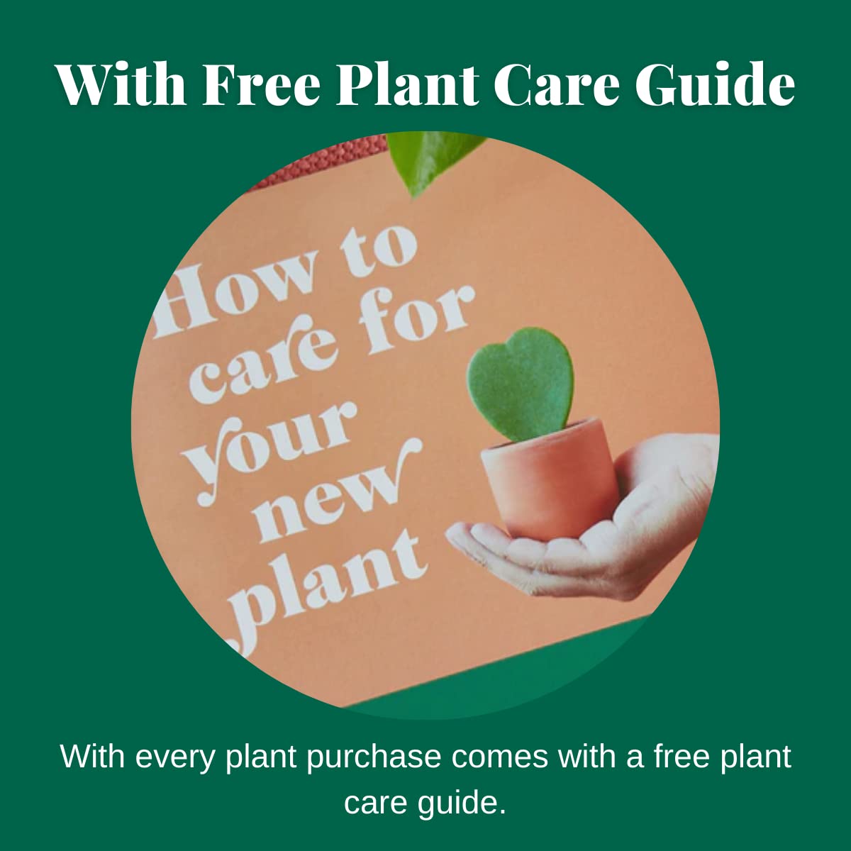 House Plant Shop | Ponytail Palm - 3" Pot | Live Indoor Plant | Free Care Guide