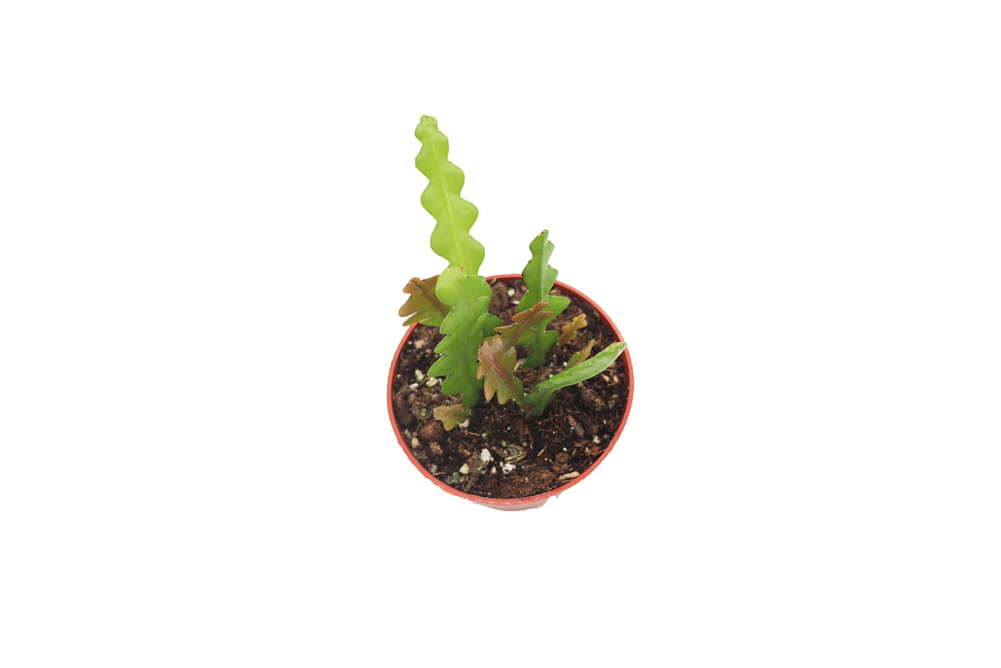 Fishbone Cactus 4" - from California Tropicals