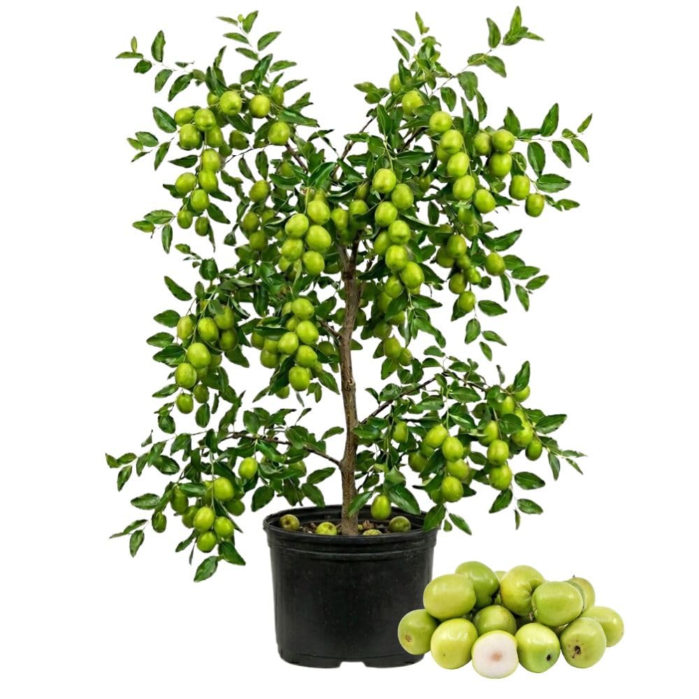 Green Jujube Tree Live Plant 2 to 3 Feet Tall, Jujube Plant 3 Gallon Pot, Green Apples Trees for Planting, No Ship to CA