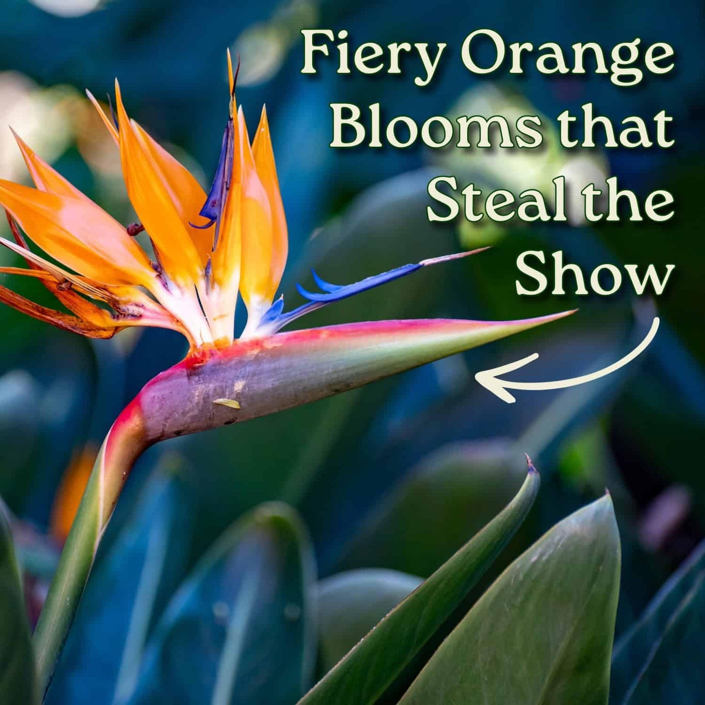 Tropical Plants of Florida Bird of Paradise Live Plant Orange Flower with Heat Pack - 3 Gallon 30 to 36 Inch Tall Indoor Outdoor Tropical Foliage Plant