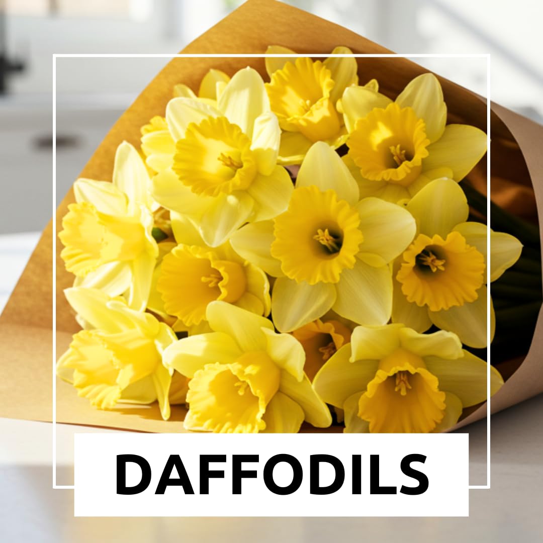 5 Yellow Daffodil Bulbs - Large Giant Narcissus Flowers | Easy to Grow Fall Planting Bulbs for Vibrant Spring Blooms