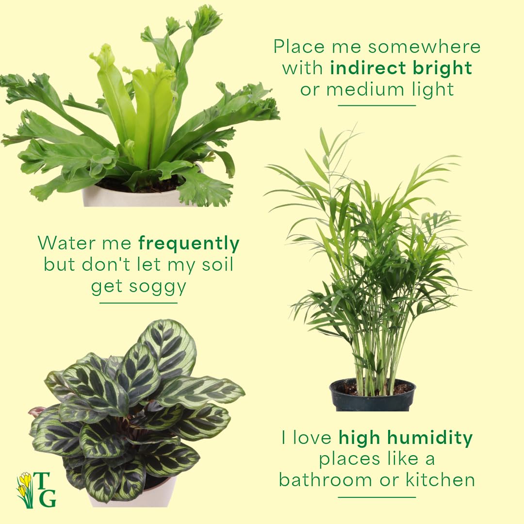 Thorsen's Greenhouse Live Pet Friendly Indoor Houseplants, Live Plants, Safe for Pets, 4" Diameter Pot, 3-Pack (Brushed Silver)