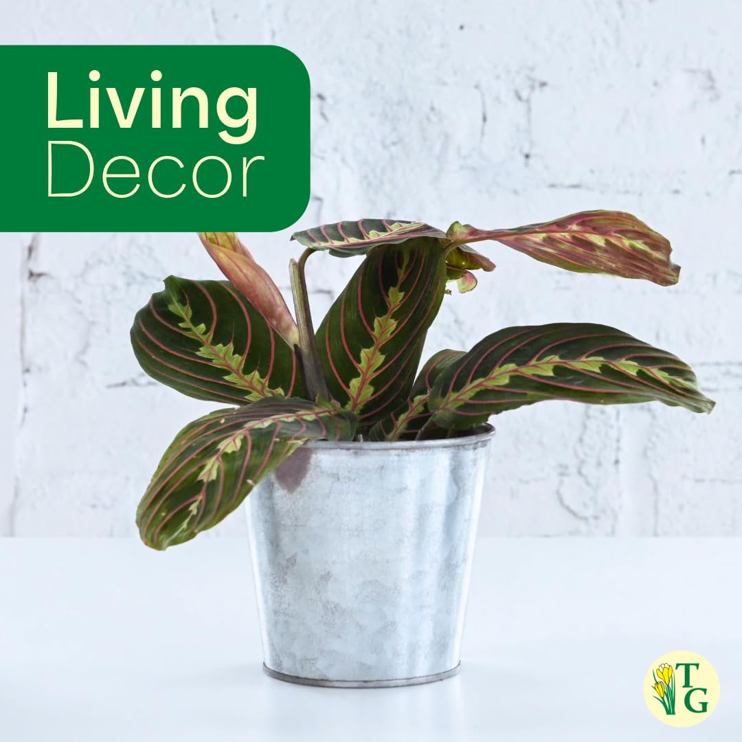Thorsen's Greenhouse Red Prayer Plant, Live Indoor Plant, Pet Friendly, Popular Houseplant, Red Maranta, Easy to Grow, 4" Diameter Pot (Sage)