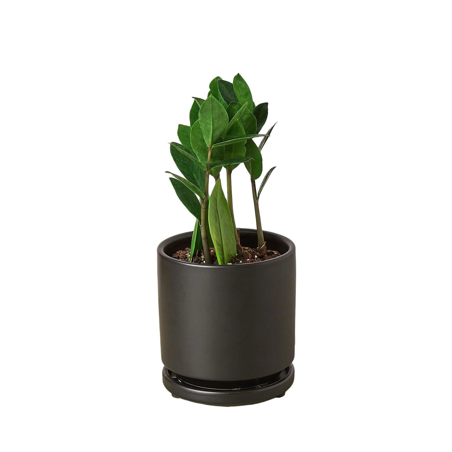 7 Pack Zamioculcas Zamiifolia ZZ in 4in Pot - Live Plants Tropical Houseplants | Variegated | USA Growers | The Snobby Leaf