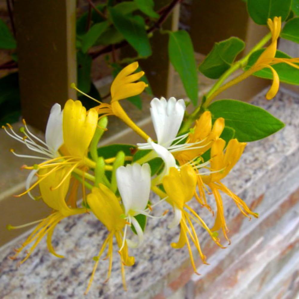 Fragrant White Yellow Climbing Honeysuckle Plant Live Vine, Lonicera Perennial Honeysuckle Plants 5 to 9 Inches Tall