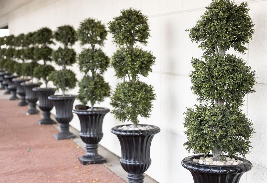 Topiary Eugenia 3-Ball Tree 3gal Pot 4-5ft High