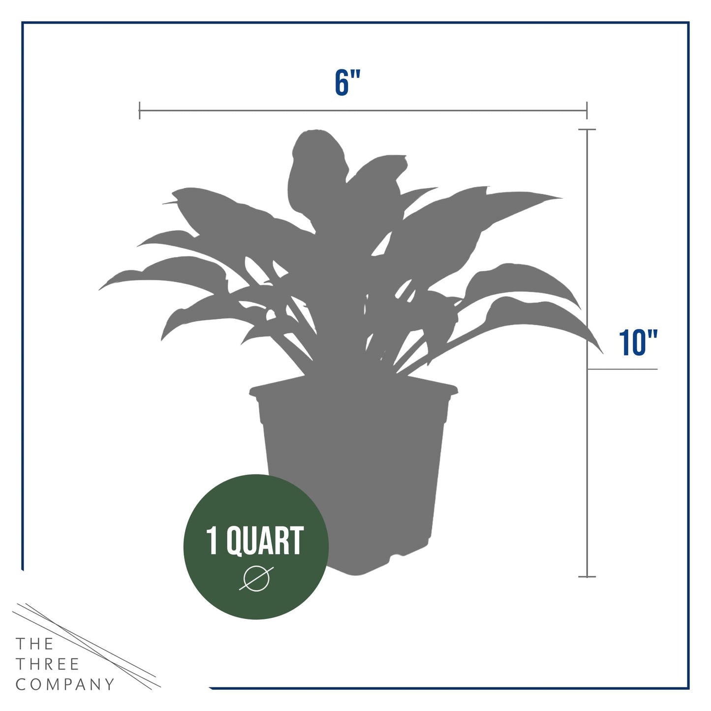 Live Perennial Hosta - Libby (3 Plants Per Pack) Beautiful Accent Plant, 10" Tall by 4" Wide in 1 Qt Pot
