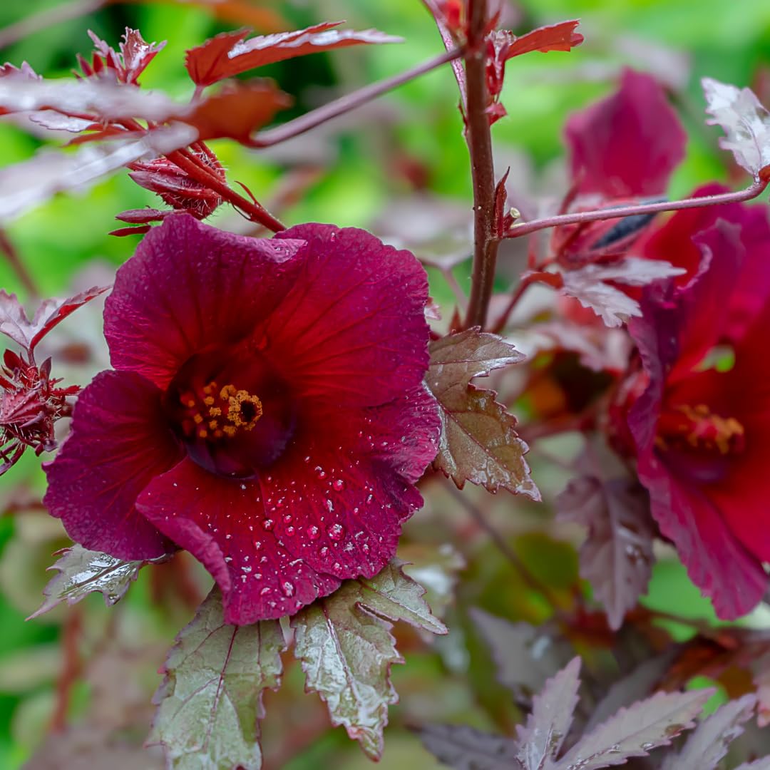 Pack of 2 Live Cranberry Hibiscus Plants, 4-6 Inches Tall, Hardy Flowering Plants, Ready to Grow, Suitable for Indoor or Outdoor Planting