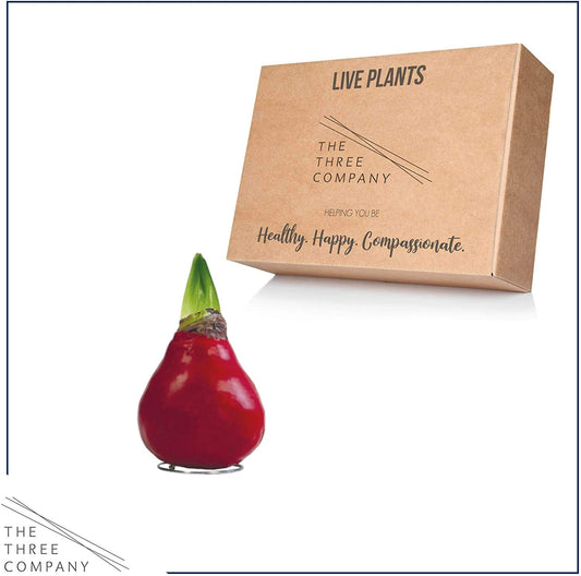 Waxed Amaryllis Bulb – Red Wax with Red Blooms – Live Holiday Gift Plant, Easy Care, No Watering Needed