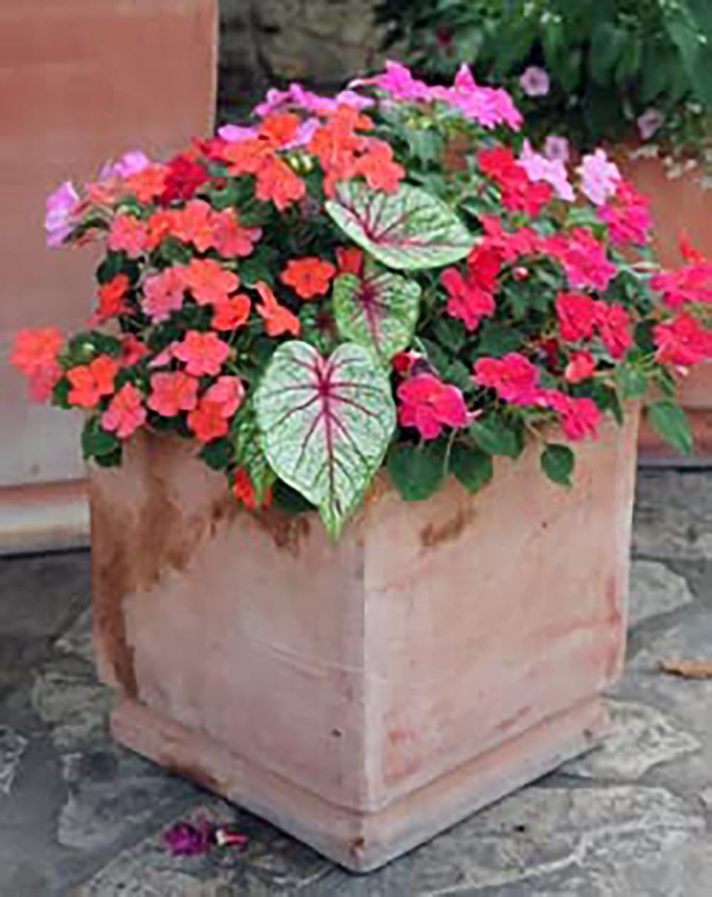 Fire Chief Caladium Bulbs - Large Size Root - Vibrant Red Foliage - Hardy in Zones 9-11 - Perfect for Shade Gardens and Containers