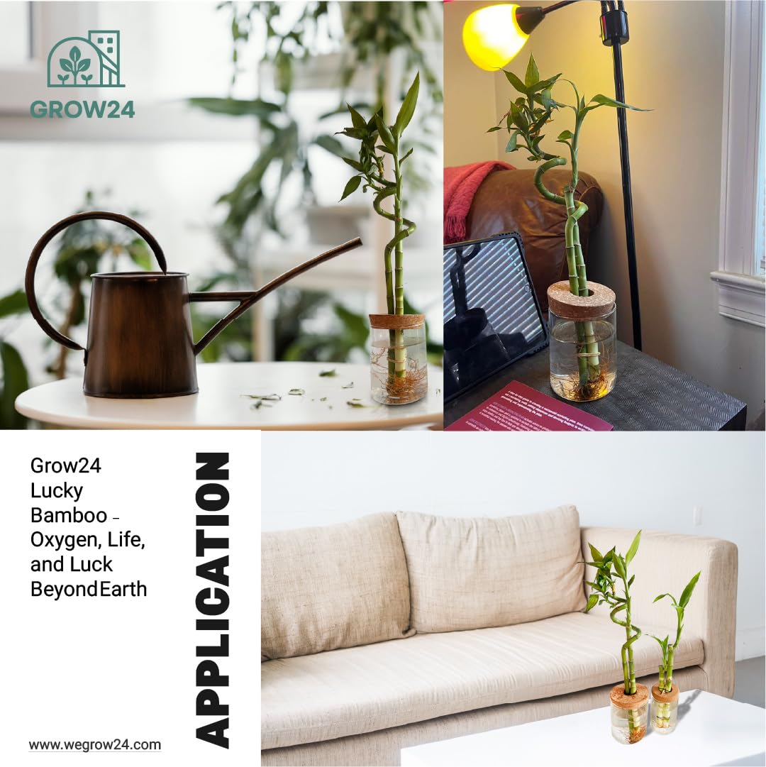GROW 24 Live Lucky Bamboo Plant in Glass Jar with Cork Lid, 2 Stalks, Water Growing Kit, Indoor Feng Shui Decor (Two_Straight)