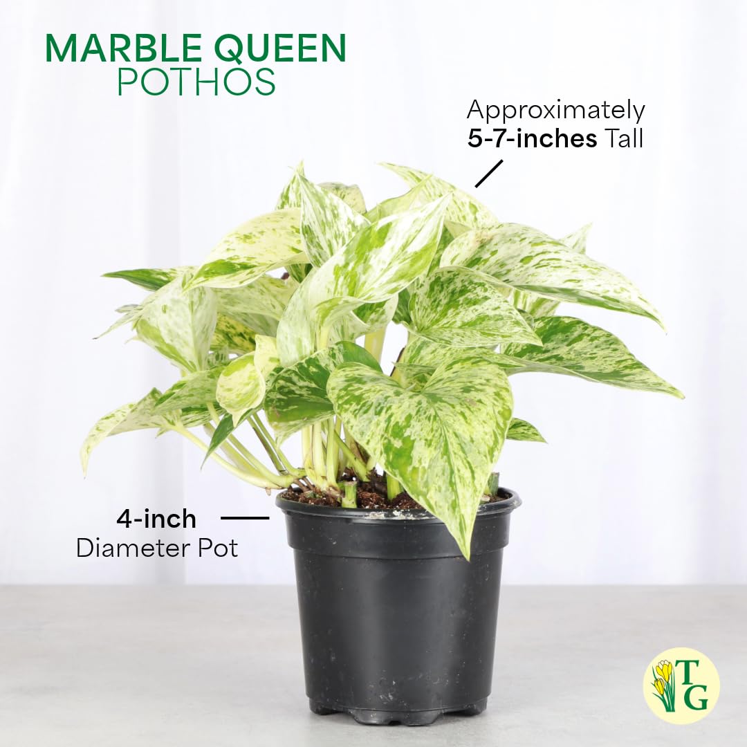 Thorsen's Greenhouse Marble Queen Pothos, Live Indoor Plant, Easy to Grow, Rare Variegated Houseplant, Natural Air Purifier, 4-inch Diameter Pot (Nursery Pot)