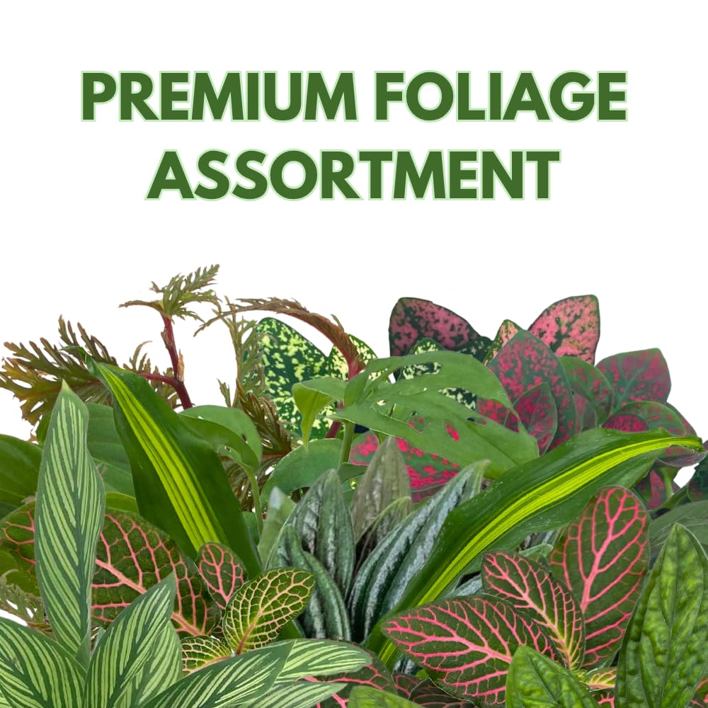 BubbleBlooms Premium Foliage Assortment, Colorful Plant Set, 6 Different House Plants, in 2 inch pots