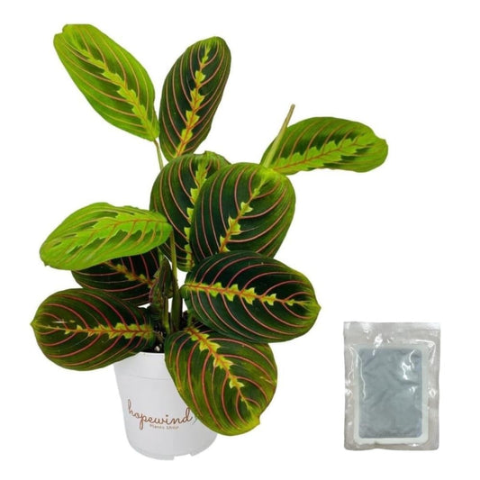 Hopewind Plants Shop, Red Prayer Plant, Red Maranta, Air Purifying, Pet-Friendly, Gorgeous Live Indoor Plant, Easy to Care and Rare Variety 4 inch Pot (Heat Pack Included)