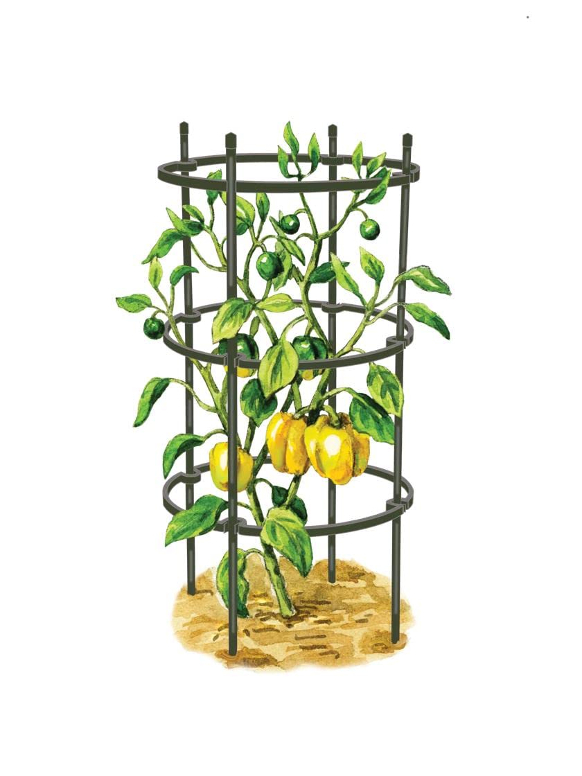 Gardeners Supply Company Pepper and Eggplant Cages Plant Stand | Sturdy & Adjustable Garden Plants Support for Eggplants Peppers & Other Fruit Bearing Plants | 13.75" D x 32" H (Set of 3)