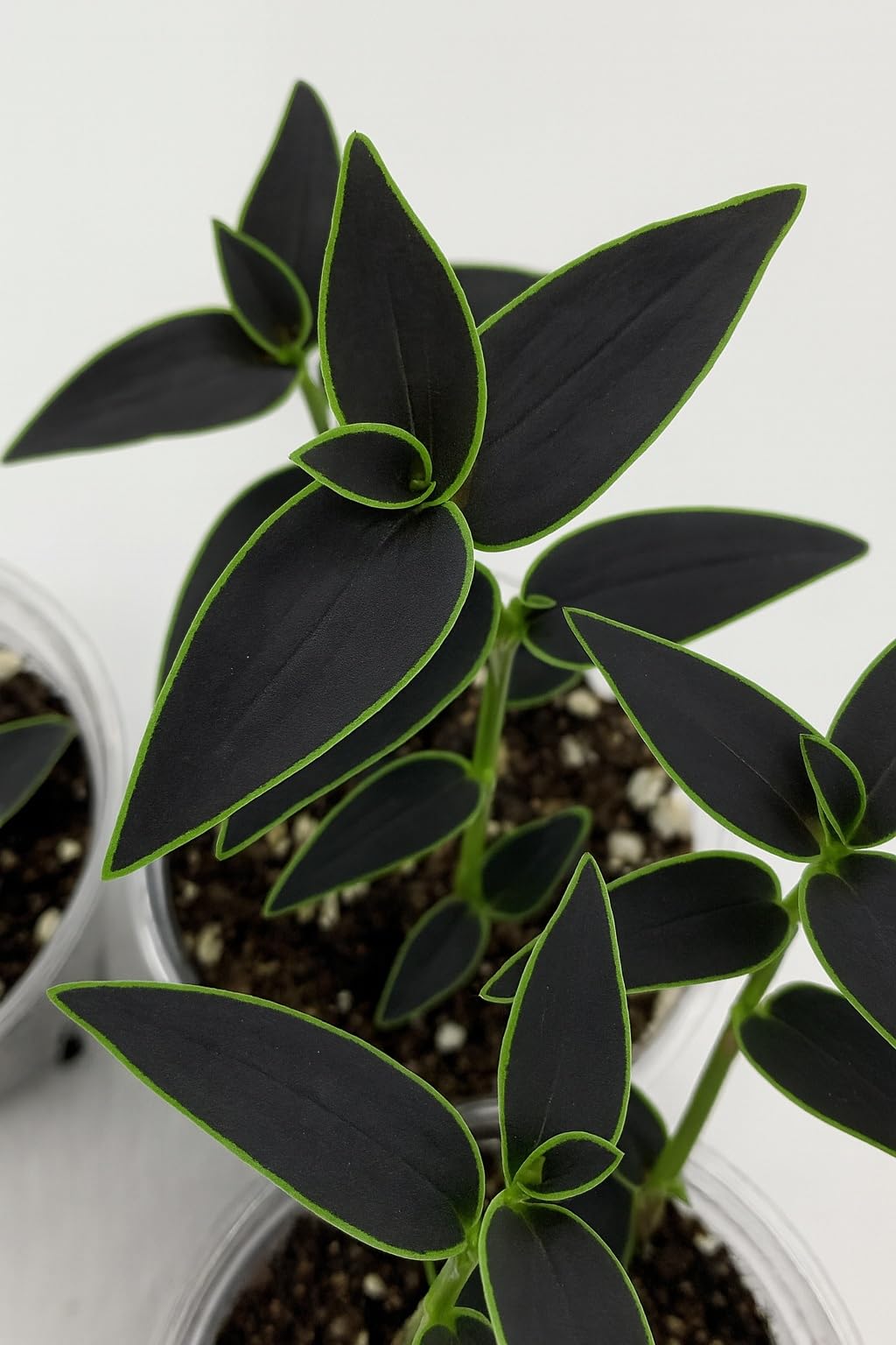 Dark Desire Wandering Jew Cuttings to Grow (4 Cuttings) - Rare Black and Green Wandering Jew Gibasis Jose Puig - These are Cuttings, Not Potted Plants
