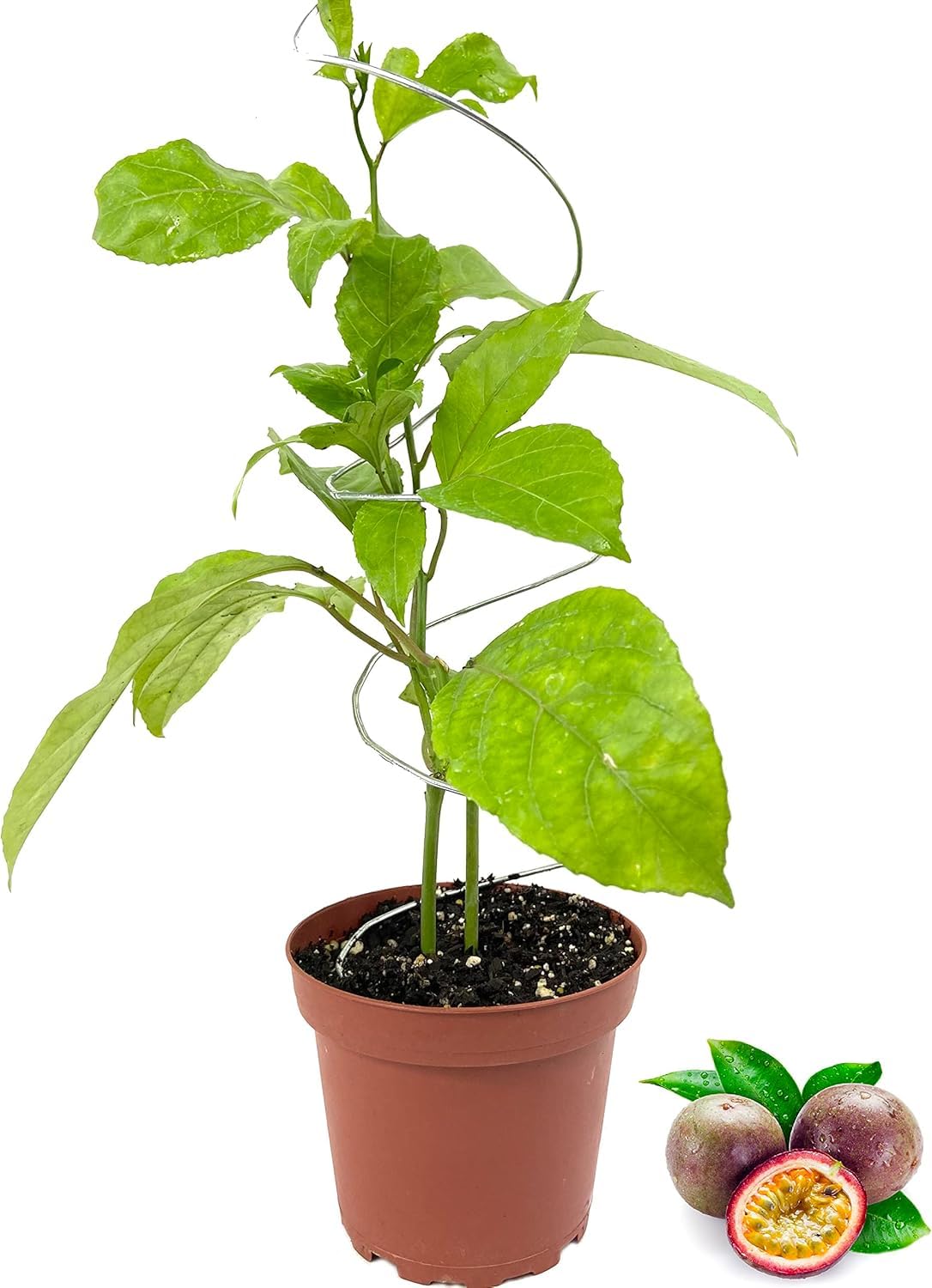 Purple Possum Passion Fruit Plant - 1 Live Plant in a 4 Inch Growers Pot - Passiflora Edulis - Edible Fruit Bearing Vine for The Patio and Garden