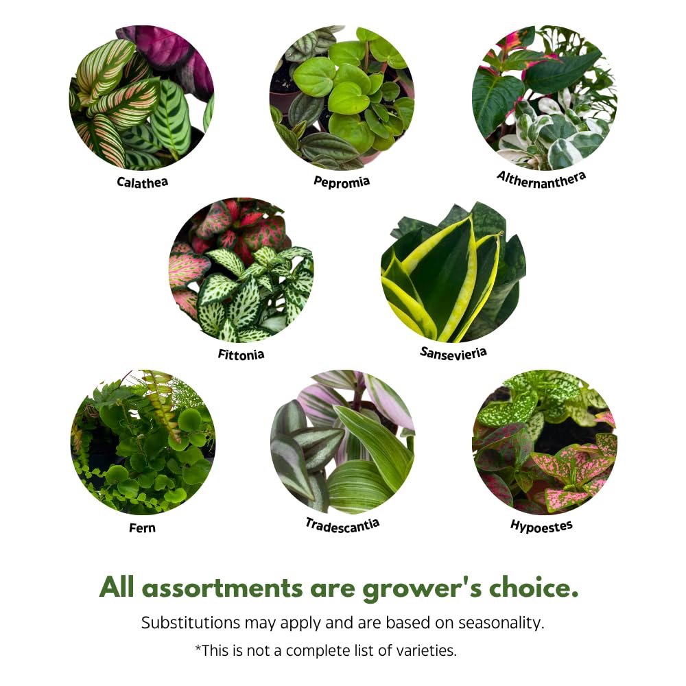 BubbleBlooms Premium Foliage Assortment, Colorful Plant Set, 6 Different House Plants, in 2 inch pots