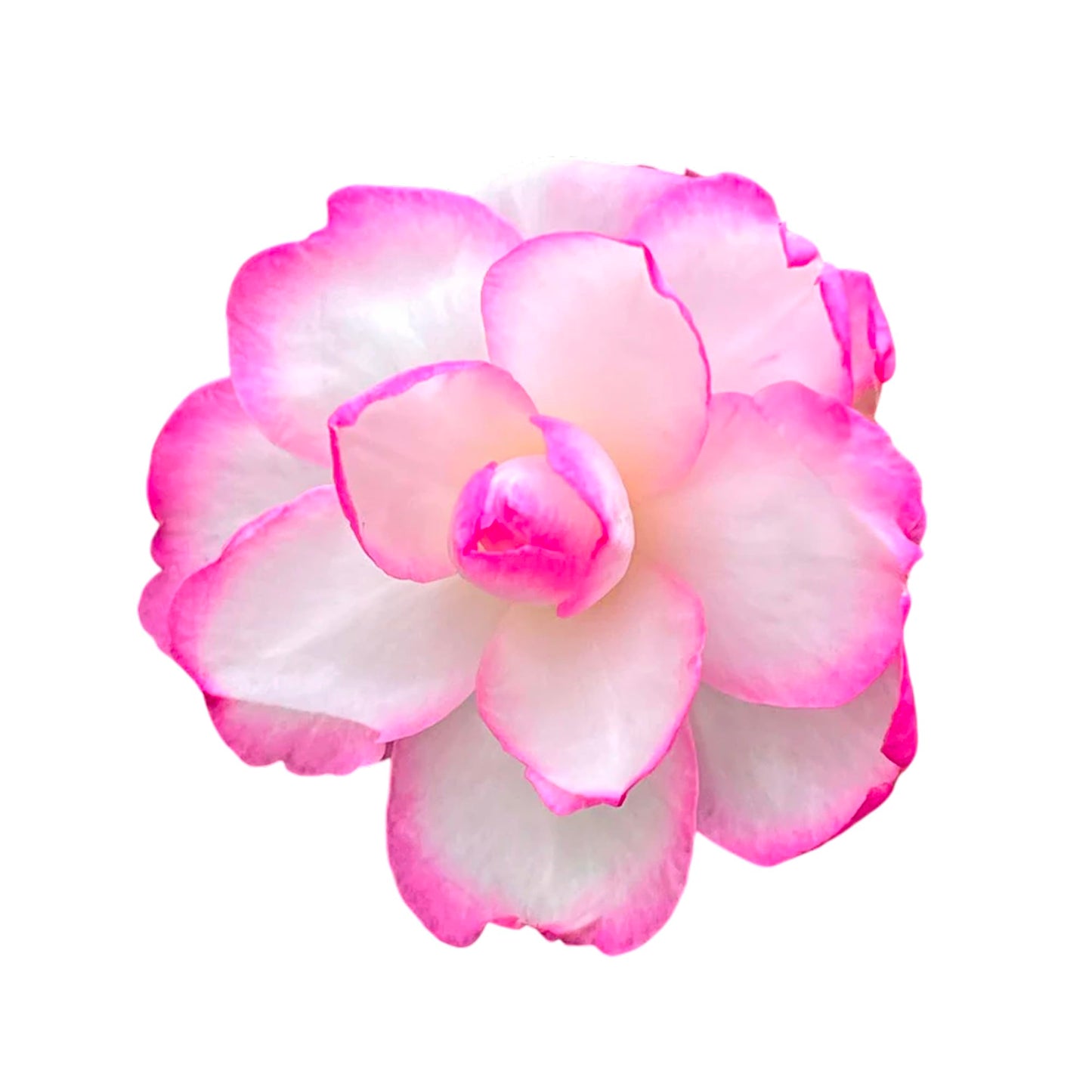 Bob’s Supreme Camellia – Evergreen Flowering Shrub with Large Red Blooms, Hardy Garden Plant for Borders, Containers & Landscapes (1 Gallon/Potted/Set of Two)