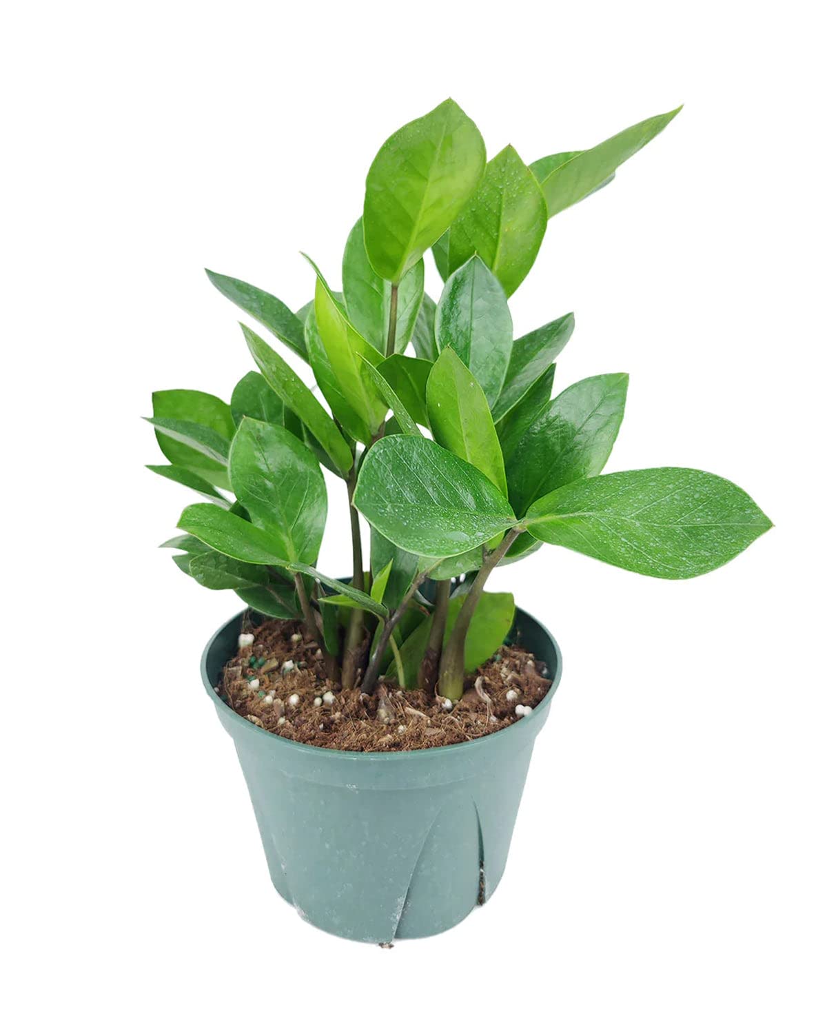 ZZ Plant (6" Grower Pot) - Low Light and Healthy Houseplant - Easy to Care, Easy to Grow Plants for Beginners - Live Healthy Houseplant for Home Office Decoration - Air-Purifying Indoor Plant