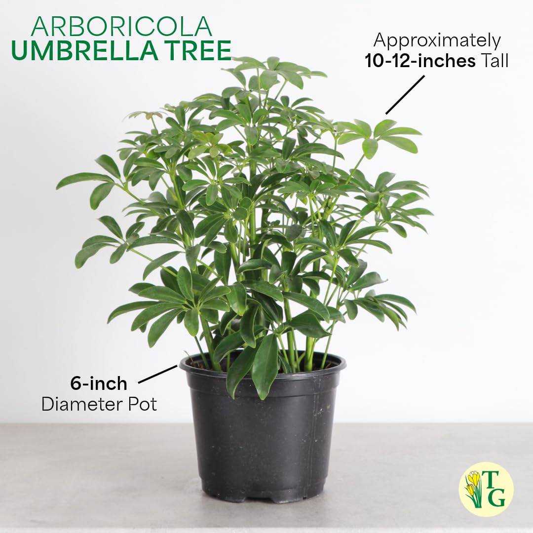 Thorsen's Greenhouse Live Arboricola Umbrella Tree Plant, Schefflera Arboricola, Natural Air Purifier, Easy to Grow, Live Indoor Houseplant, 6-inch Diameter (Navy (6" Pot))