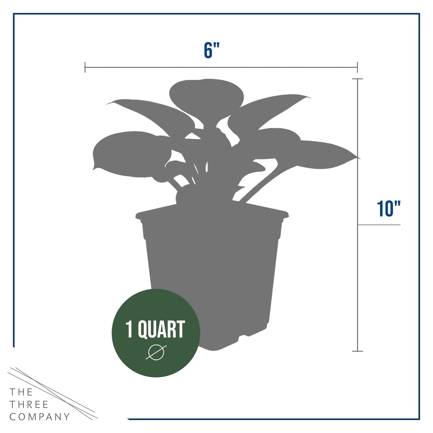Live Perennial Hosta - Blue Mouse Ears (3 Plants Per Pack) Beautiful Accent Plant, 10" Tall by 4" Wide in 1 Qt Pot