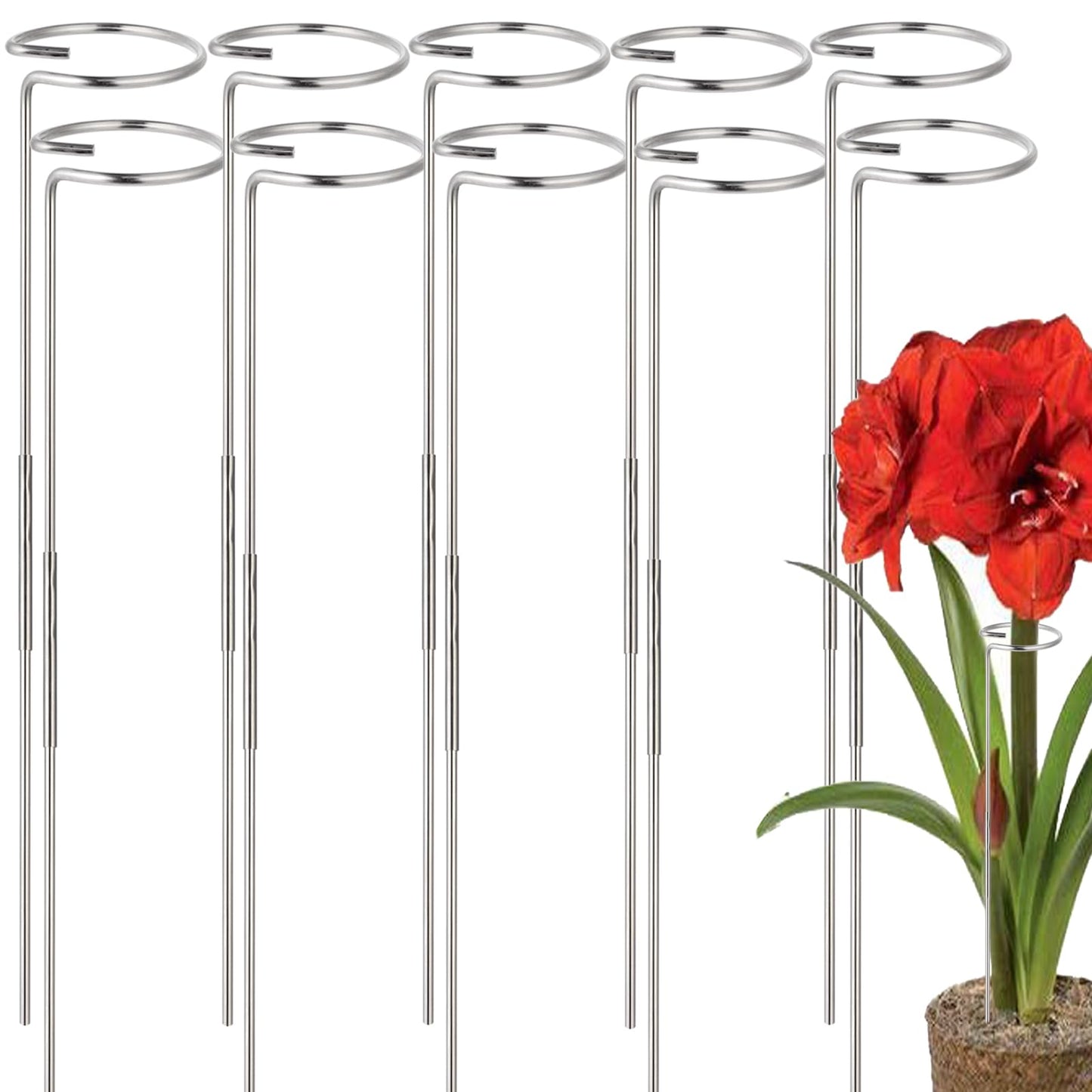 30 or 16 Inch Plant Stakes for Flowers - 10 Pcs, Stainless Steel Garden Tall Single Stem Support Stake Plant Cage Support Rings for Amaryllis Tomatoes Peony Lily Rose Narcissus (10, 1.6, Pounds)