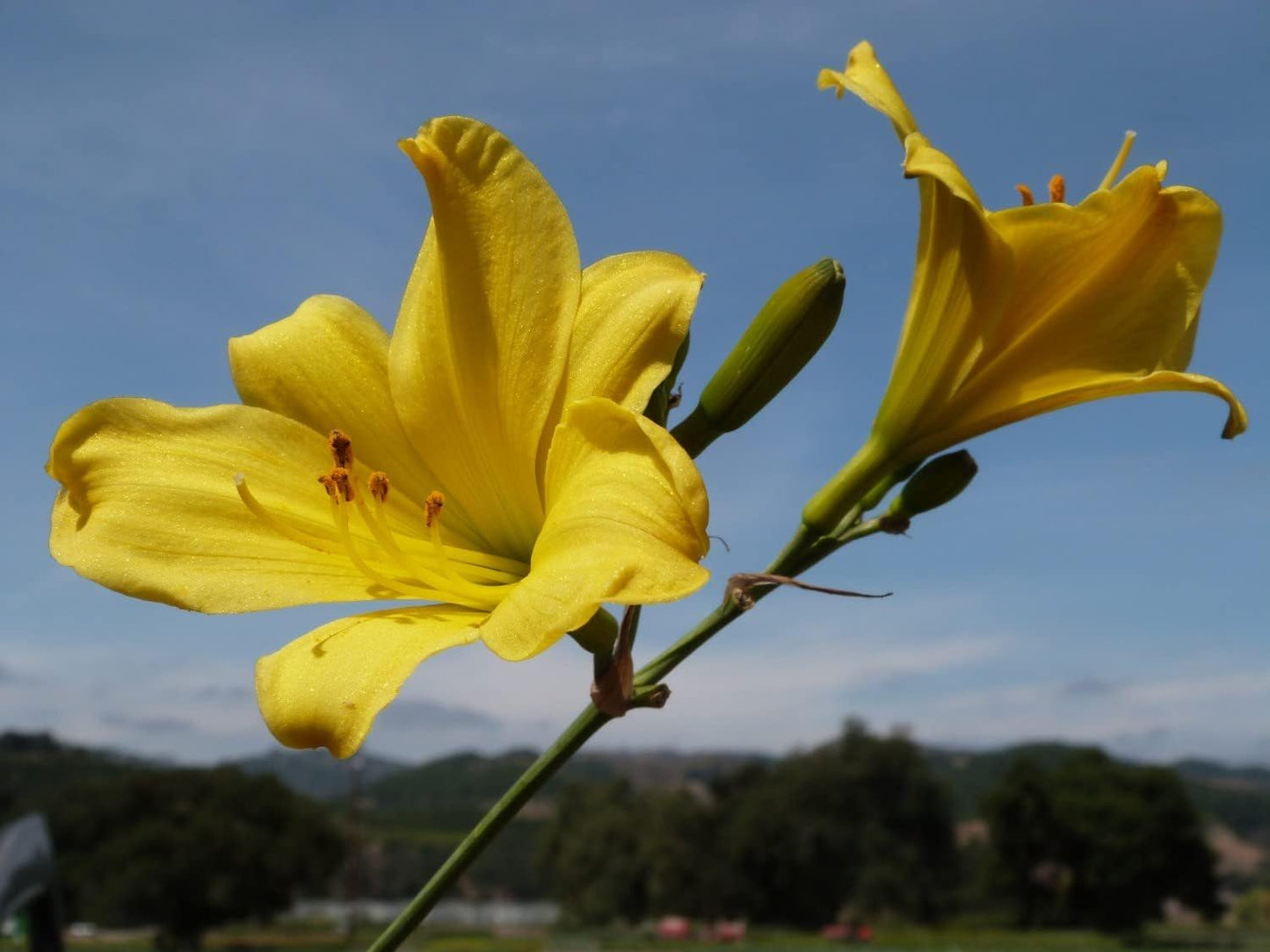 Daylily Yangtze | 10 Live Plants | Hemerocallis | Perennial Garden Favorite, Vibrant Blooms, Easy to Grow, Long Blooming Season, Low Maintenance, Ideal for Borders, Attracts Pollinators