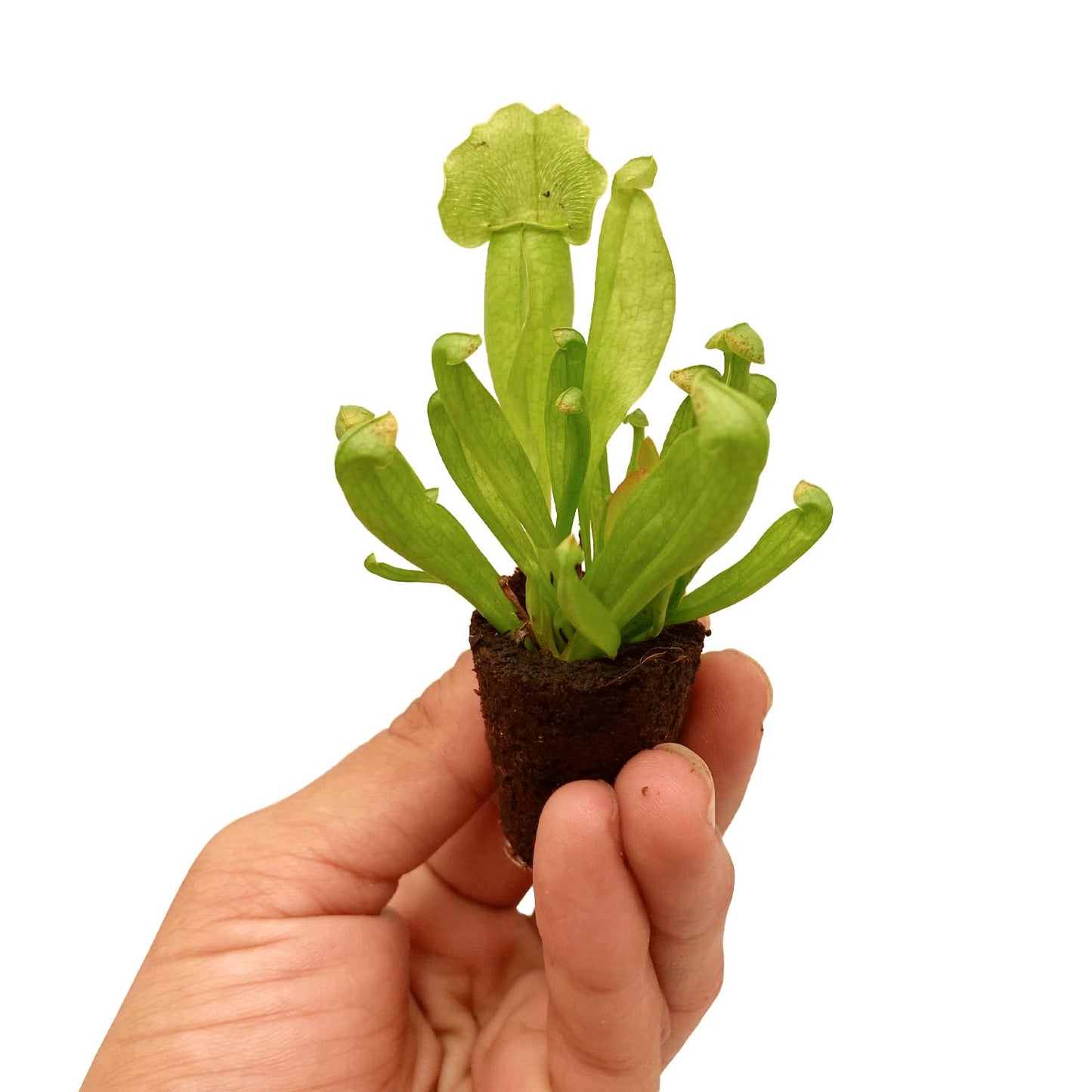 ragnaroc Sarracenia Purpurea SSP. Venosa 2-4" (Purple Pitcher Plant) 8ct – Live Plant for Indoor Outdoor Use, Carnivorous Plants – Live Arrival Guaranteed