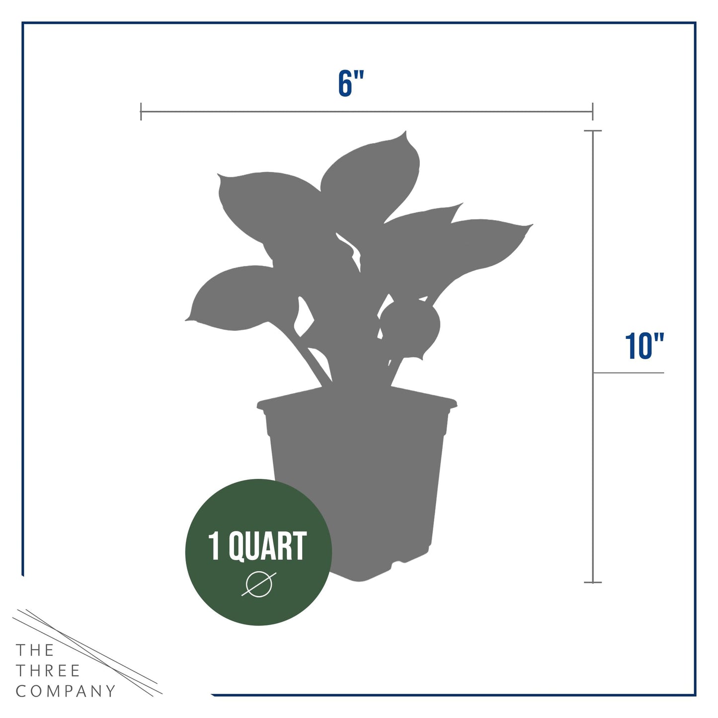 Live Perennial Hosta - Abiqua Drinking Gourd (3 Plants Per Pack) Beautiful Accent Plant, 10" Tall by 4" Wide in 1 Qt Pot